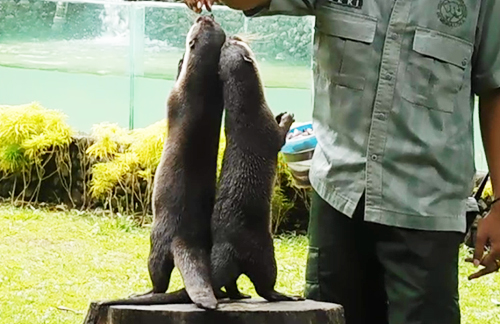 Otter circuse at Gembira Loka and Lembah Hijau Discontinued (January 18, 2018)